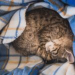 Qué significa que tu gato duerma sobre tu ropa, según los veterinarios