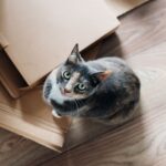 Los veterinarios coinciden: este es el juguete perfecto para un gato