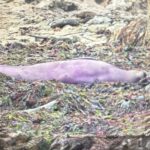 El hallazgo de una foca violeta genera desconcierto en California: la explicación de los expertos