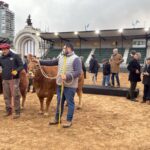 El carnero Tim Payne y la vaca Tini Tini, que nació en el barrio de Palermo, fueron los primeros animales en llegar a la  Exposición Rural