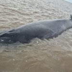 San Isidro: una ballena quedó varada en un banco de arena e intentan rescatarla