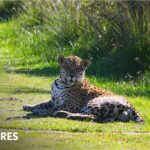 Continúan los cierres parciales del parque nacional por la aparición de un yaguareté en los senderos públicos
