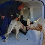 Allanamiento en Trenque Lauquen por maltrato animal: rescatan un Dogo Argentino y su compañero.