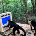 Científicos dejaron una pantalla táctil en la selva y 16 monos capuchinos descubrieron cómo lograr recompensas con bananas