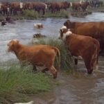 Tiene 700.000 vacas: en una región aumenta el traslado de hacienda por El Niño y hay ventas de urgencia