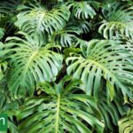 El jardín cambió de protagonista: ahora las hojas se llevan todas las miradas