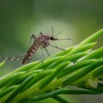 Rohit Lakhwani, investigador: “Los mosquitos podrían estar desarrollando resistencia al insecticida”
