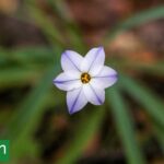 Cuando casi nada florece: las nativas que desafían el invierno y llenan el jardín de mariposas y picaflores