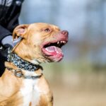 Un niño de 3 años murió tras ser atacado por un pitbull en Córdoba