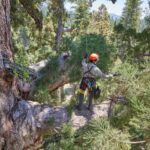 Escalaron el árbol más famoso de Yosemite, de 2900 años, y encontraron una familia de ardillas viviendo adentro