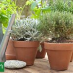 Por qué las plantas secas resisten mejor el frío que las recién regadas
