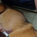 Personal policial de Rancul: investigan la muerte de un perro y las lesiones sufridas por otro tras presuntos disparos