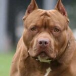 Córdoba: TRAGEDIA: Murió un nene de 3 años tras ser atacado por un pitbull
